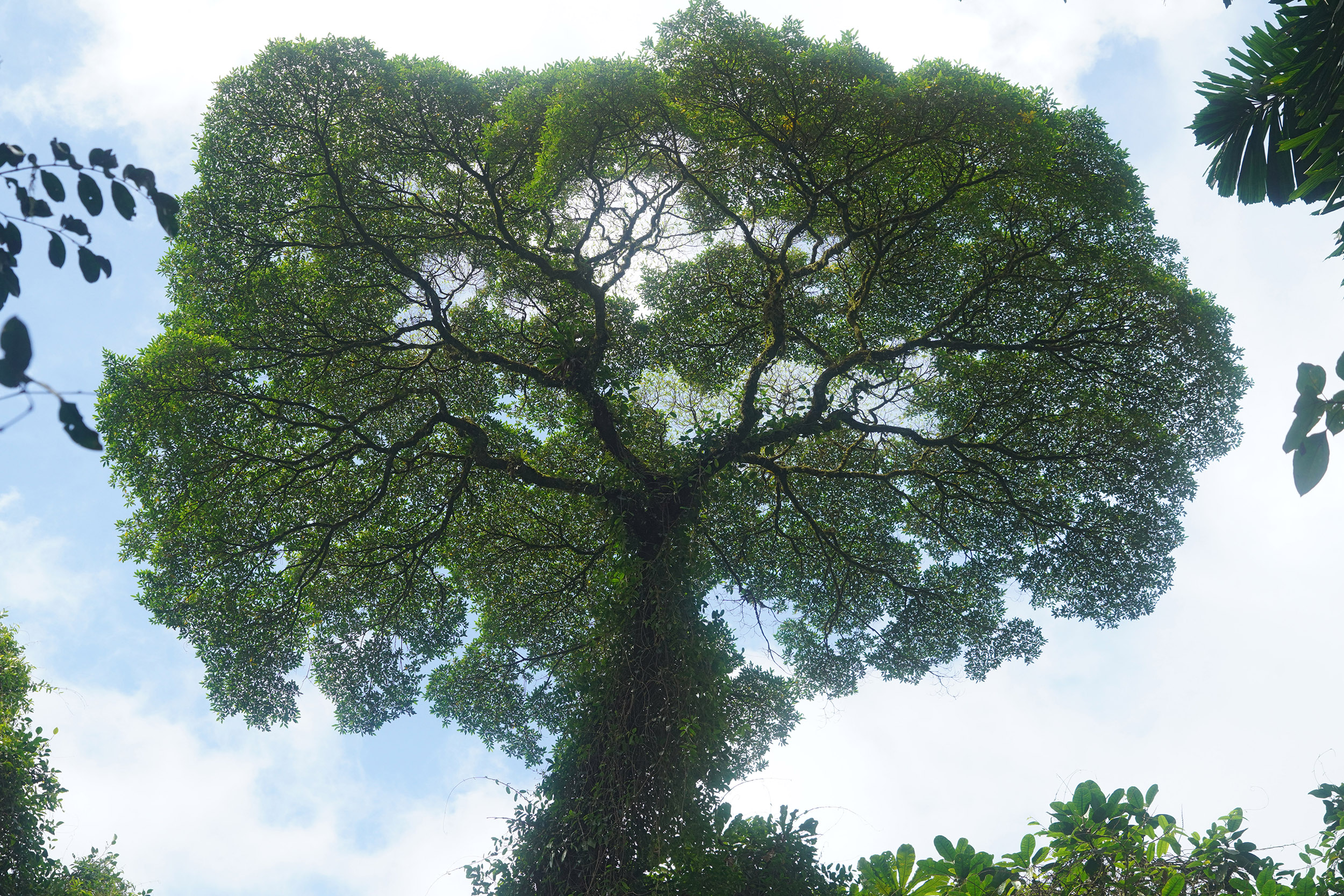 Costa Rica - Février 2025